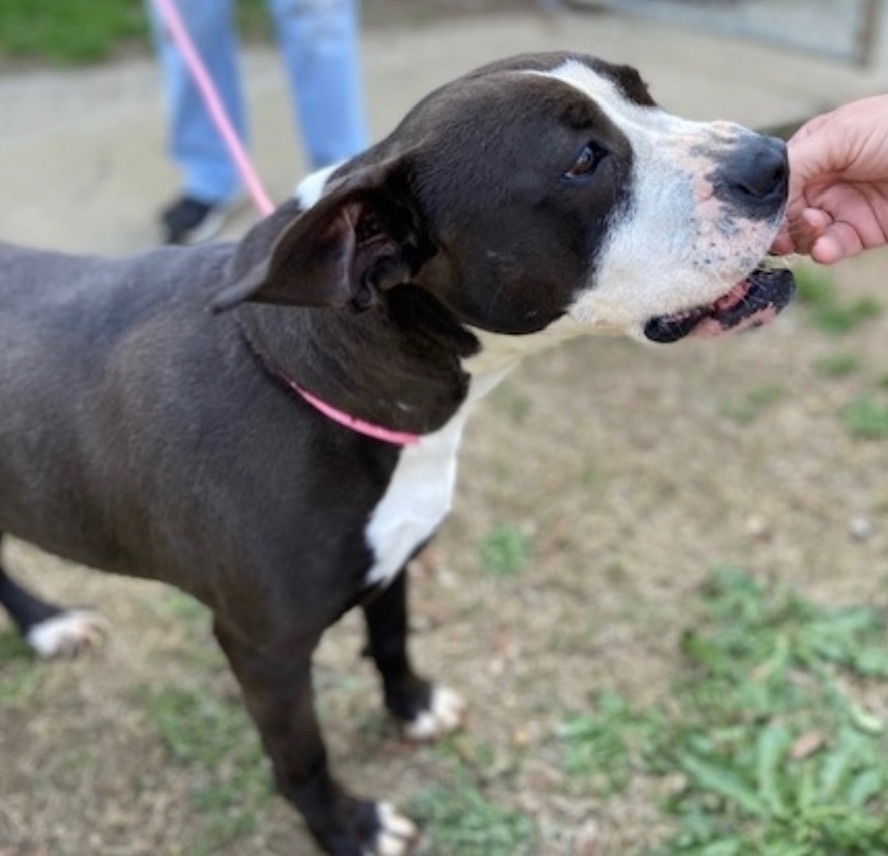 Pumpkin , an adoptable Boxer, Pit Bull Terrier in Augusta, GA, 30919 | Photo Image 4