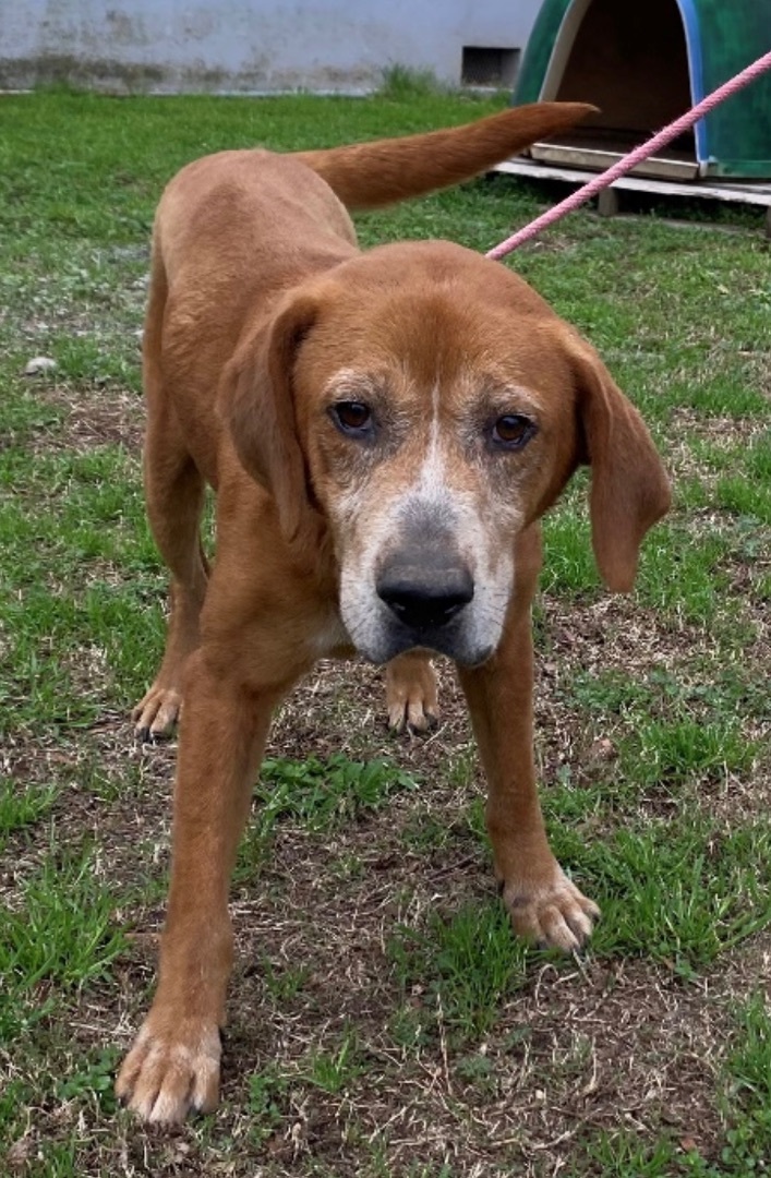 Dog for adoption - Chester, a Labrador Retriever & Hound Mix in Augusta, GA  | Petfinder