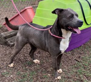 Brooke is a blue pitand she WAS a bit blue and shy when she first came to us 