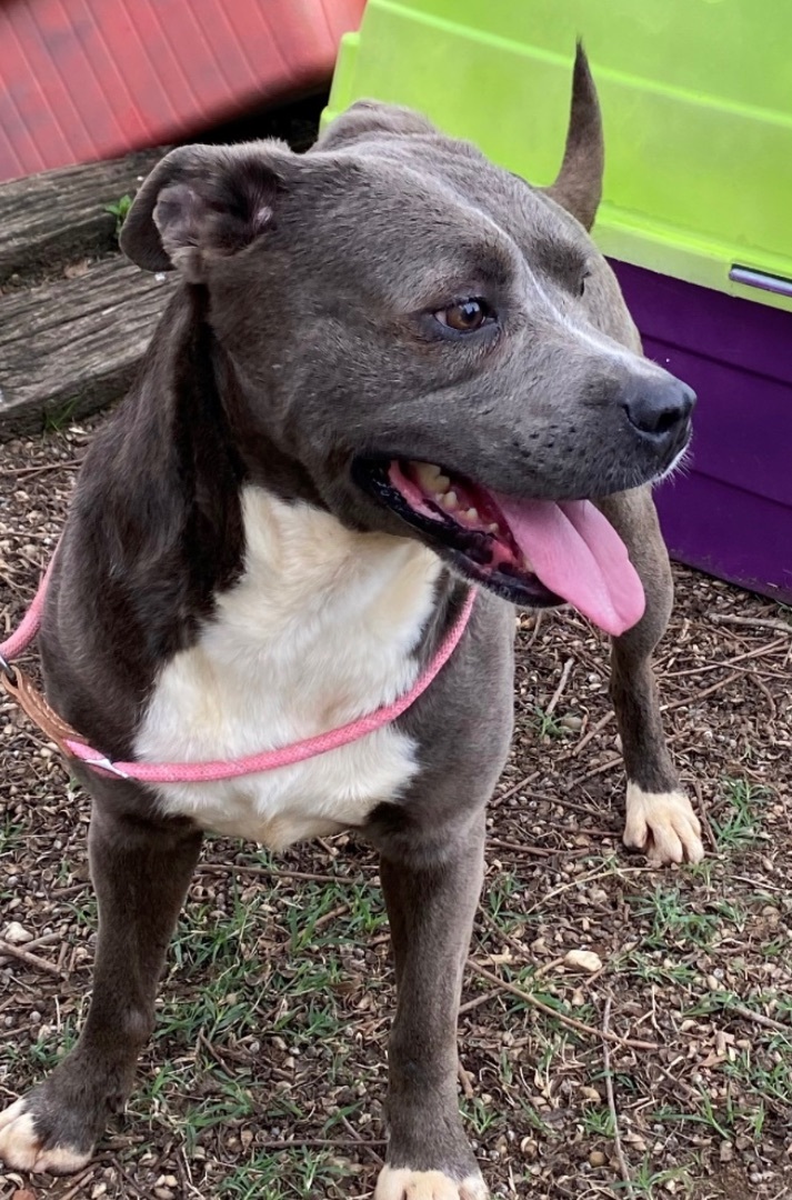 Brooke, an adoptable Pit Bull Terrier in Augusta, GA, 30919 | Photo Image 2