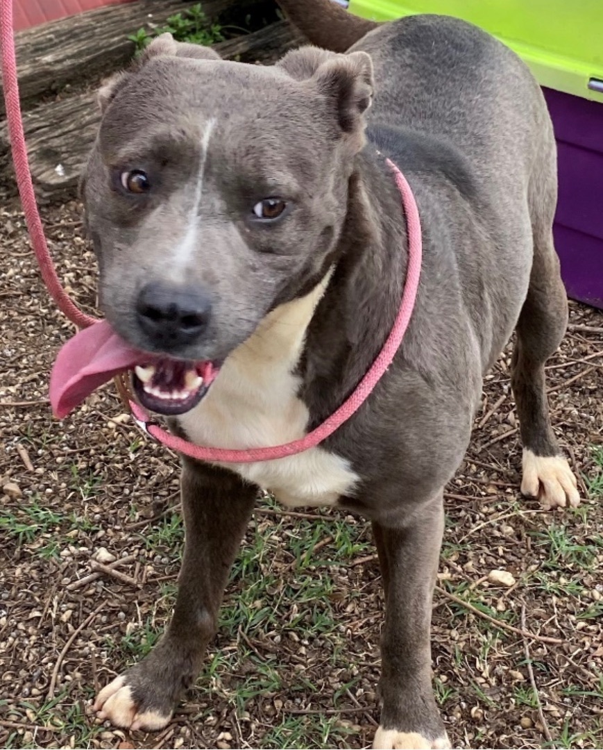 Brooke, an adoptable Pit Bull Terrier in Augusta, GA, 30919 | Photo Image 3