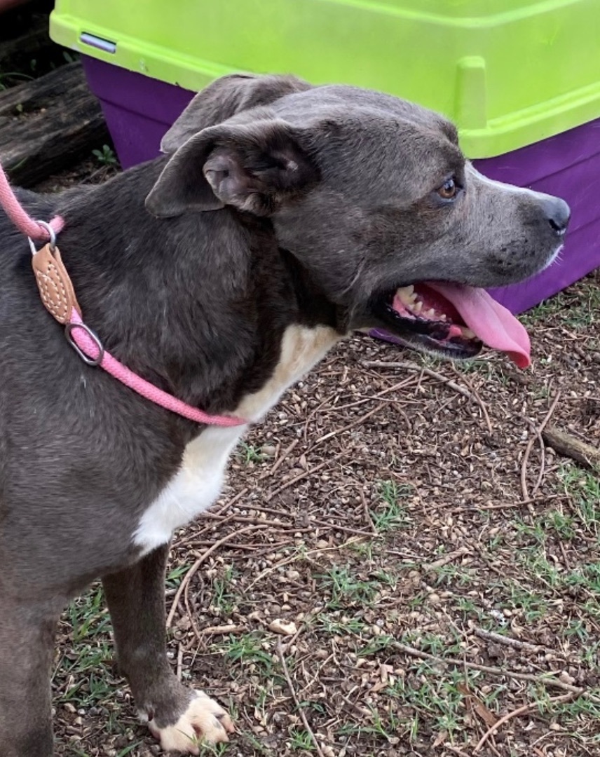 Brooke, an adoptable Pit Bull Terrier in Augusta, GA, 30919 | Photo Image 4