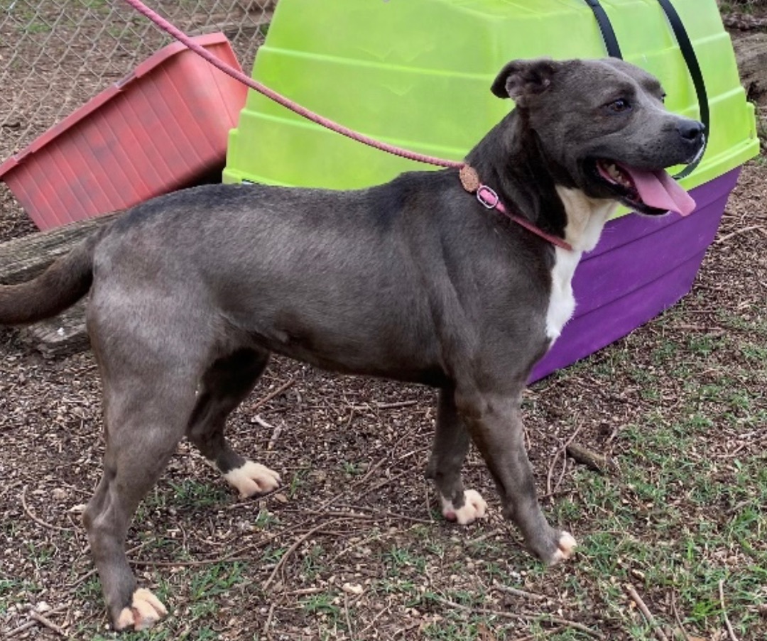 Brooke, an adoptable Pit Bull Terrier in Augusta, GA, 30919 | Photo Image 5