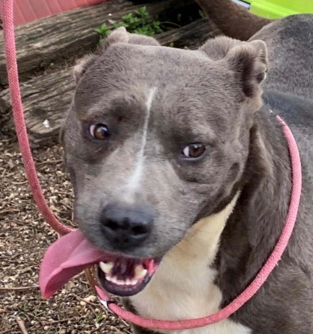 Brooke, an adoptable Pit Bull Terrier in Augusta, GA, 30919 | Photo Image 6