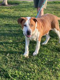 Bailey - SENIOR!!, an adoptable Saint Bernard in Rocklin , CA, 95677 | Photo Image 3