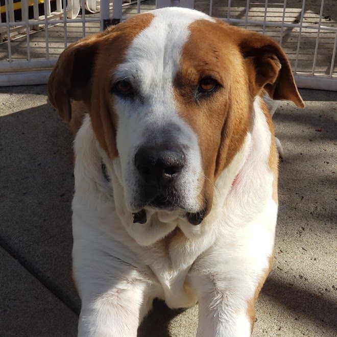 Bailey - SENIOR!!, an adoptable Saint Bernard in Rocklin , CA, 95677 | Photo Image 4