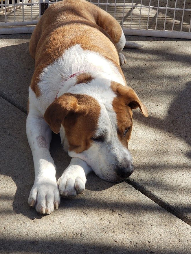Bailey - SENIOR!!, an adoptable Saint Bernard in Rocklin , CA, 95677 | Photo Image 5