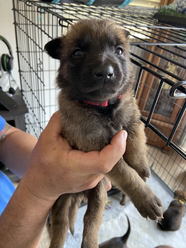 9 Planets Puppy Red Collar [Mars] - Located in NV