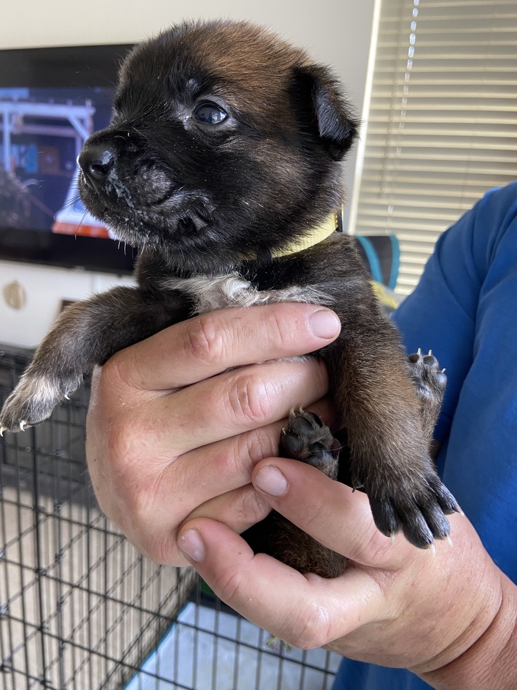 9 Planets Puppy Yellow Collar [Saturn] - Located in NV