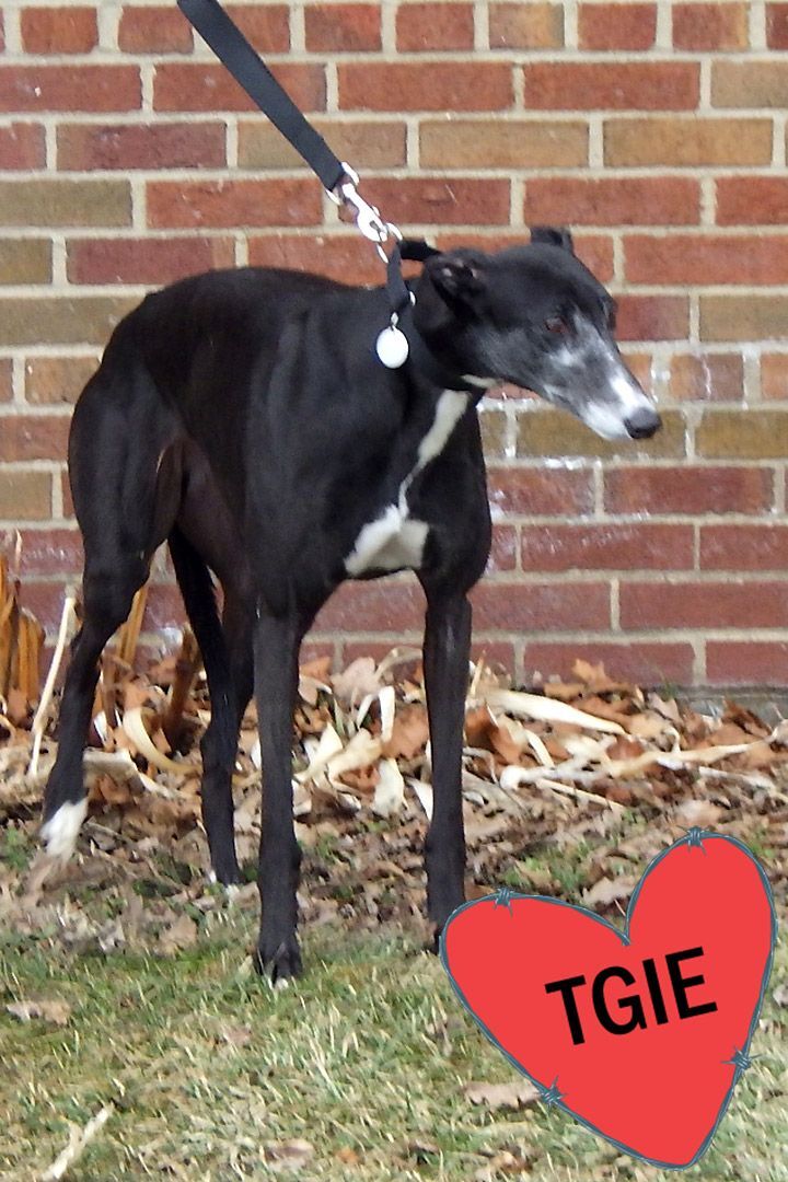 Berry, an adoptable Greyhound in Goshen, IN, 46526 | Photo Image 1