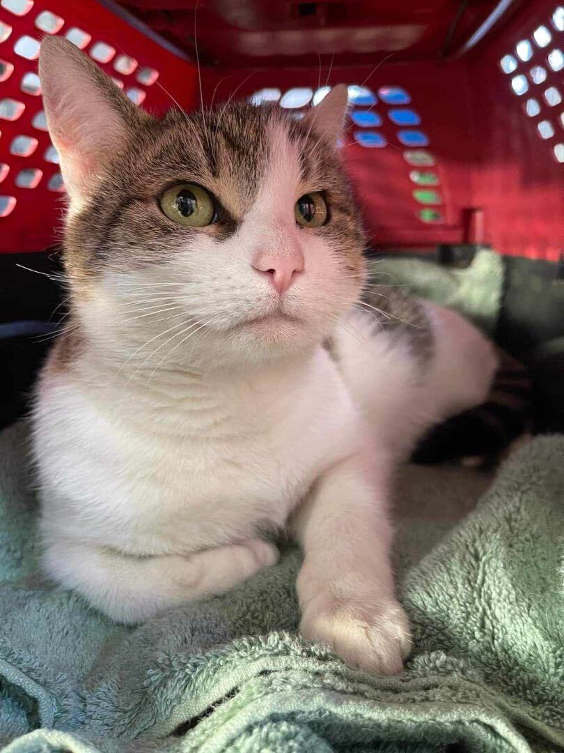 Josie, an adoptable Domestic Short Hair in Warwick, RI, 02886 | Photo Image 1