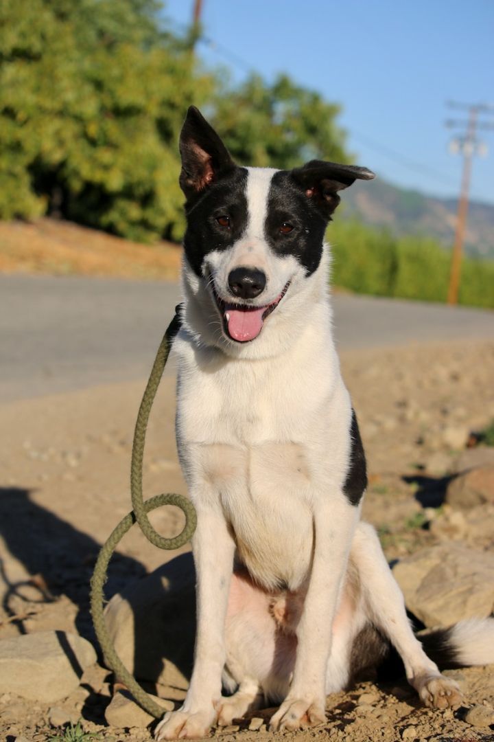 Boston terrier sale border collie mix