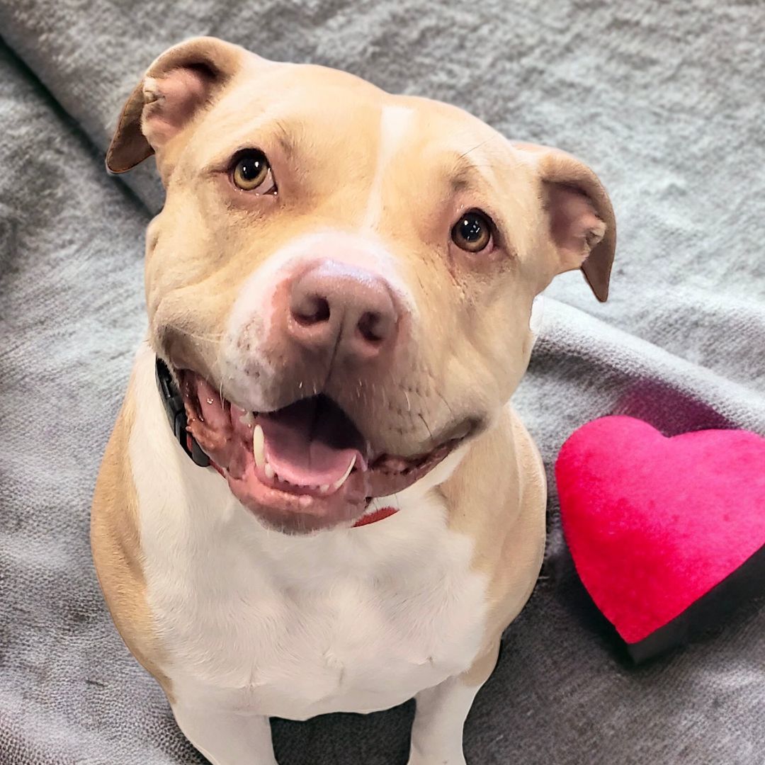 Annie, an adoptable American Bully in Perry, IA, 50220 | Photo Image 1