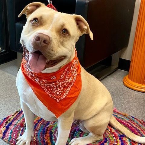 Annie, an adoptable American Bully in Perry, IA, 50220 | Photo Image 2