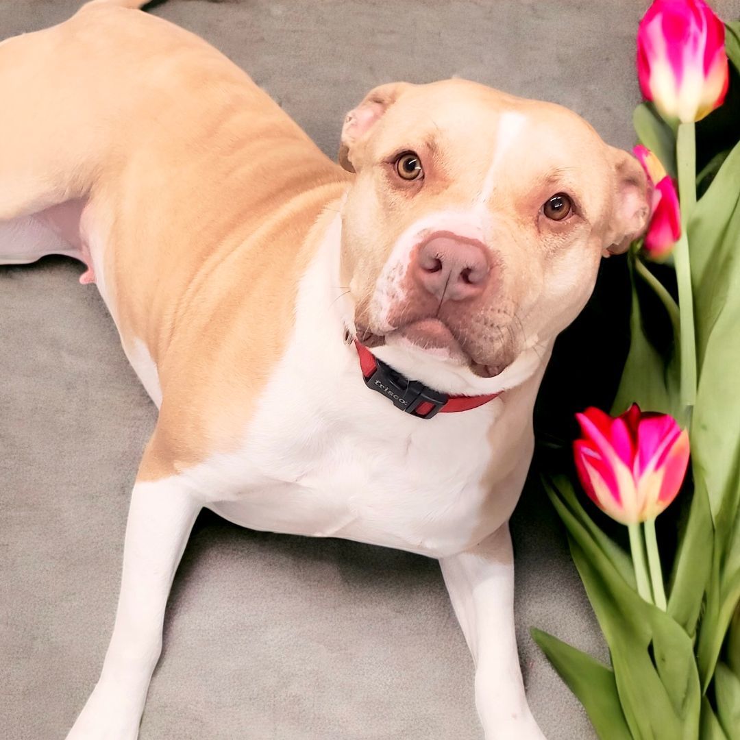 Annie, an adoptable American Bully in Perry, IA, 50220 | Photo Image 5