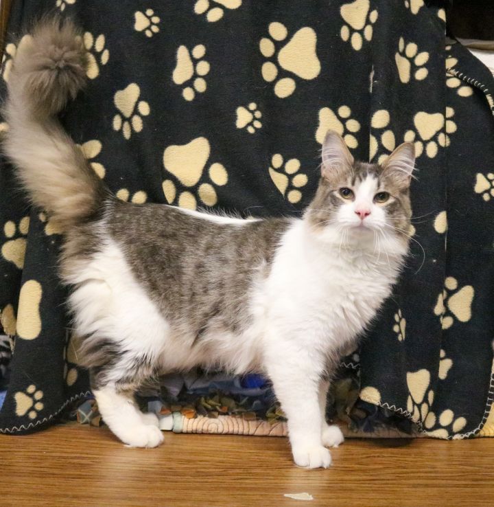 Howie, an adoptable Domestic Medium Hair & Norwegian Forest Cat Mix in Marble Falls, TX_image-4