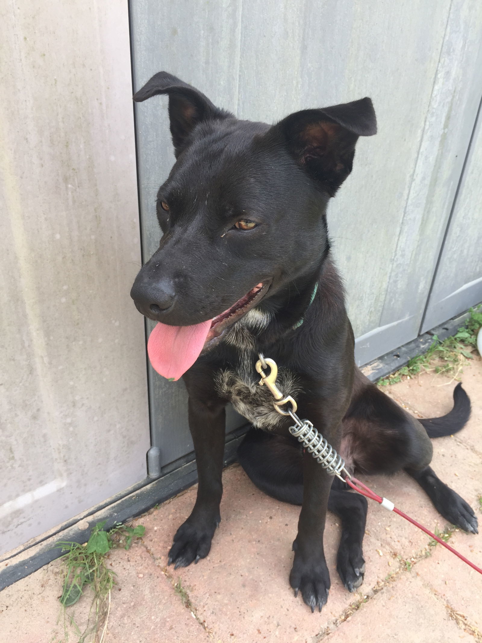 Rabon, an adoptable Labrador Retriever in The Woodlands, TX, 77393 | Photo Image 1