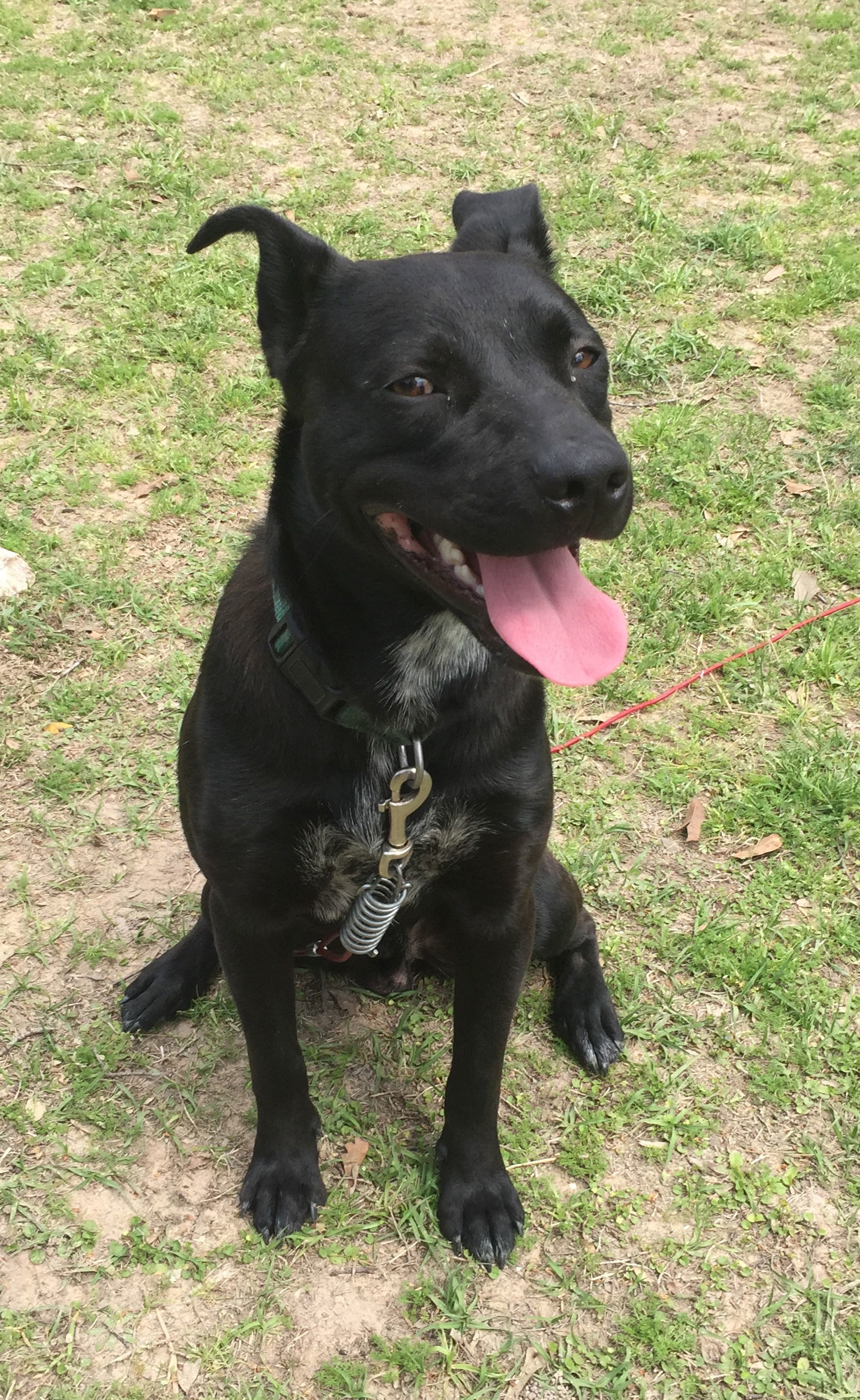 Rabon, an adoptable Labrador Retriever in The Woodlands, TX, 77393 | Photo Image 2