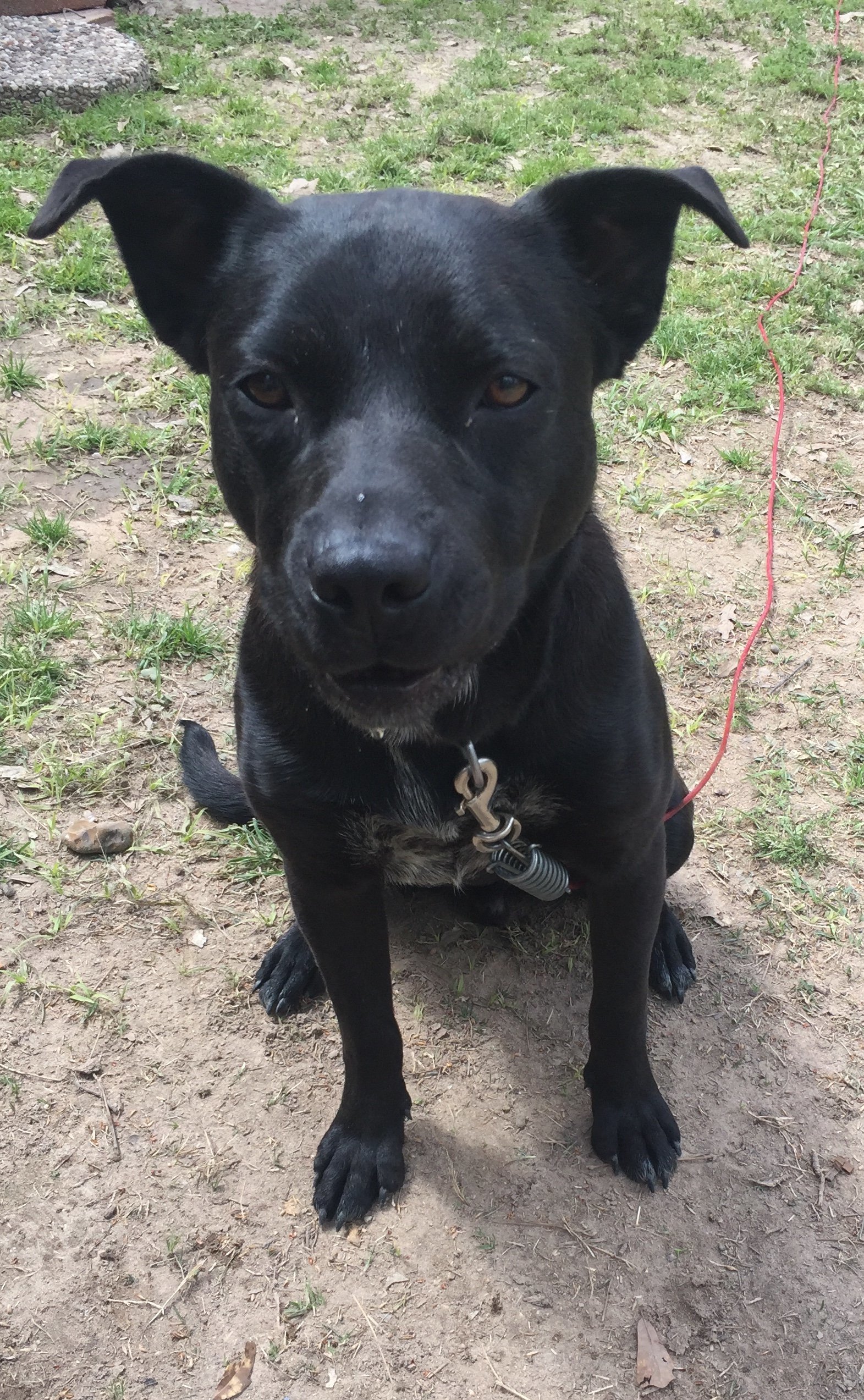 Rabon, an adoptable Labrador Retriever in The Woodlands, TX, 77393 | Photo Image 3