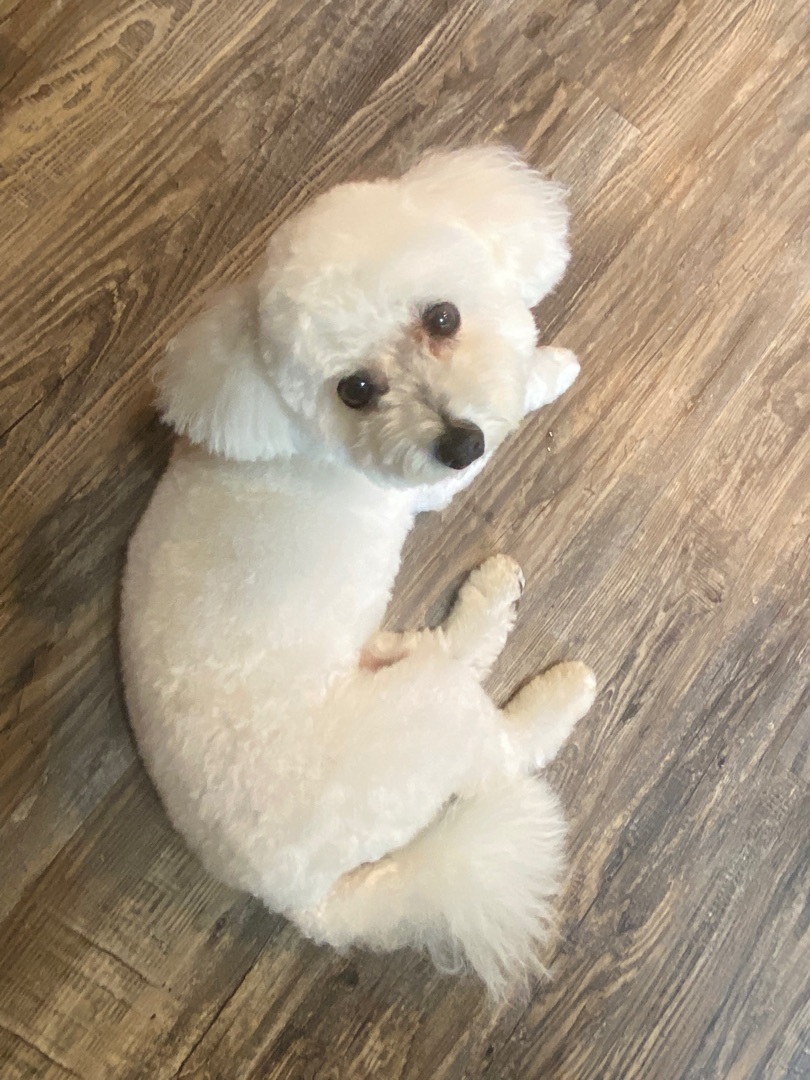 Bailey, an adoptable Maltese, Miniature Poodle in Vienna, ON, N0J 1Z0 | Photo Image 2