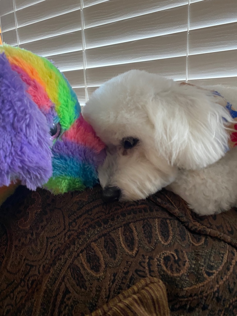 Bailey, an adoptable Maltese, Miniature Poodle in Vienna, ON, N0J 1Z0 | Photo Image 3