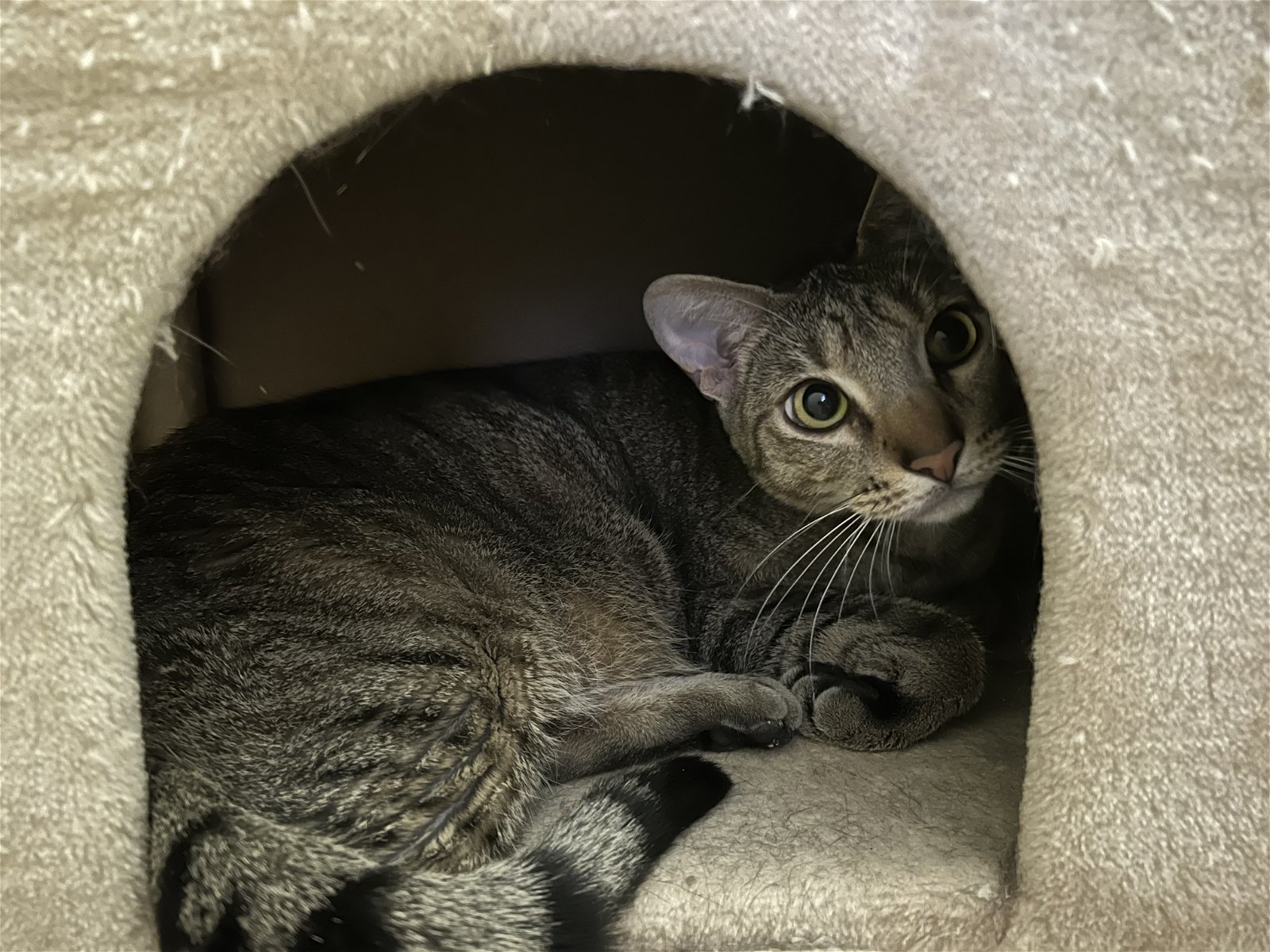 Chase, an adoptable Domestic Short Hair, Tabby in Irving, TX, 75061 | Photo Image 2