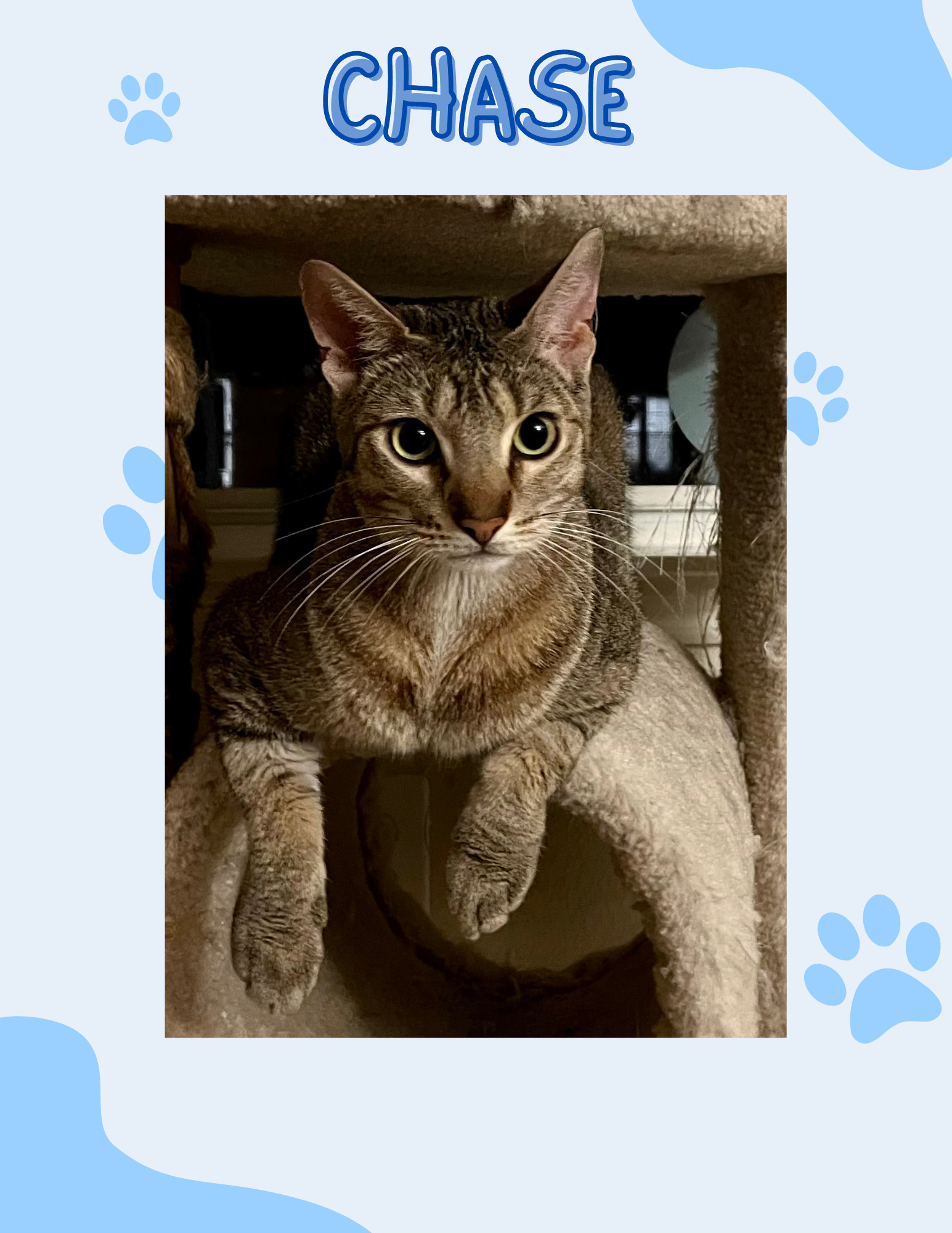 Chase, an adoptable Domestic Short Hair, Tabby in Irving, TX, 75061 | Photo Image 3