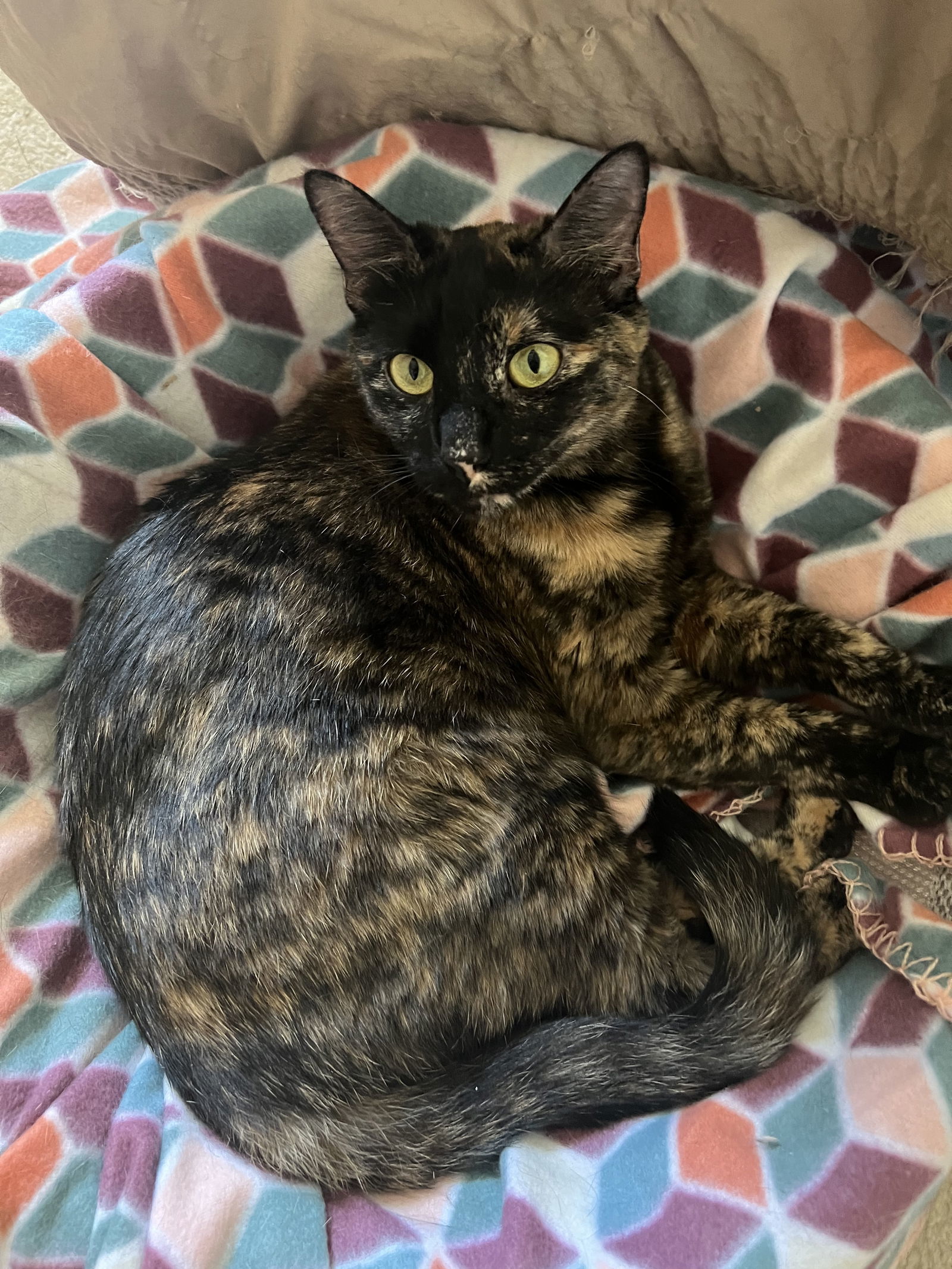 Ella, an adoptable Domestic Short Hair, Tortoiseshell in Irving, TX, 75061 | Photo Image 1