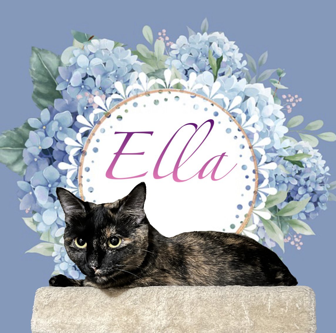 Ella, an adoptable Domestic Short Hair, Tortoiseshell in Irving, TX, 75061 | Photo Image 3