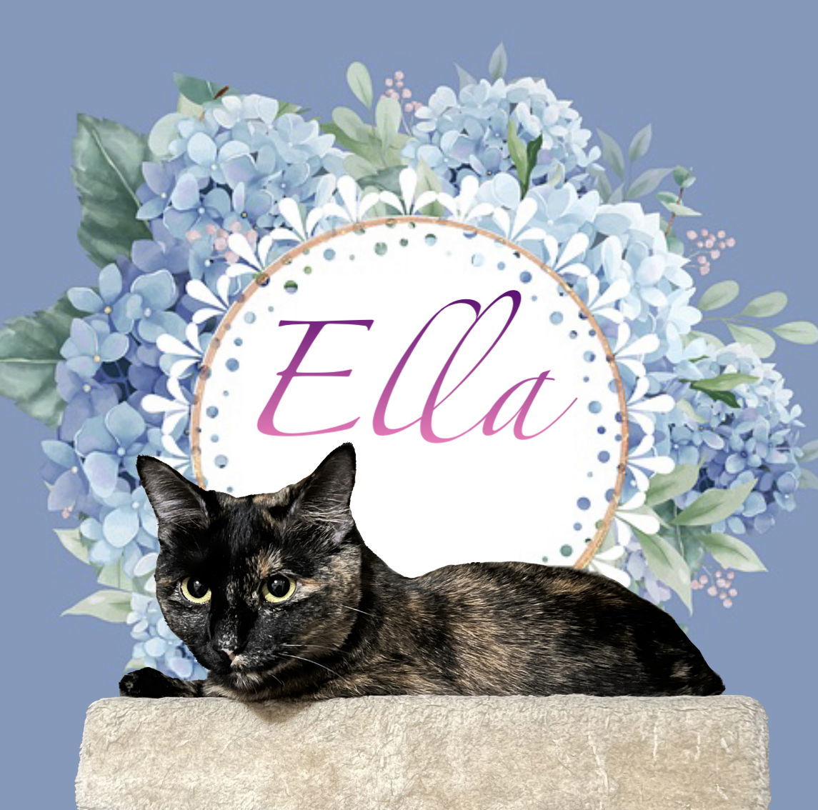 Ella, an adoptable Domestic Short Hair, Tortoiseshell in Irving, TX, 75061 | Photo Image 3