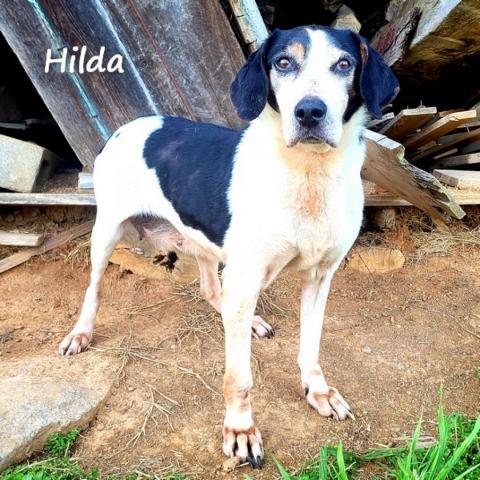 Hilda