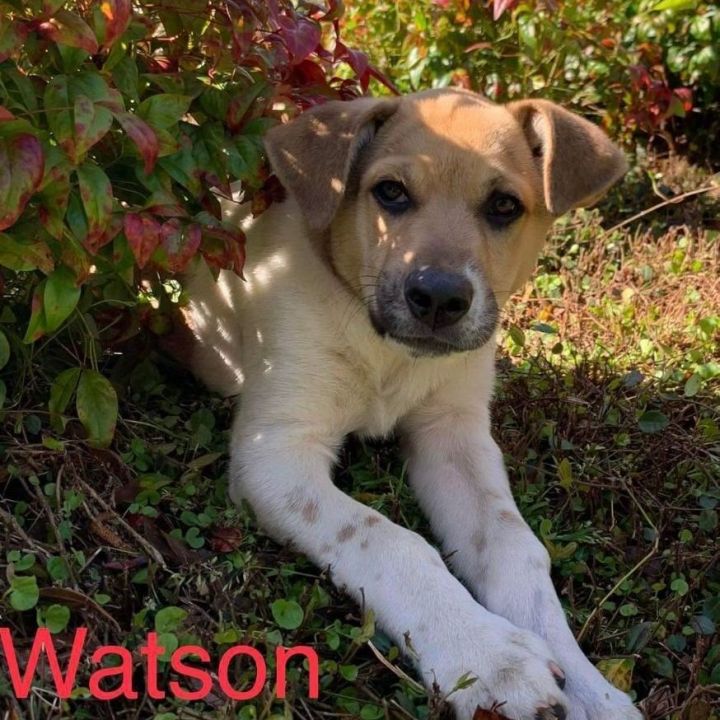 Watson, an adoptable Australian Cattle Dog / Blue Heeler & Terrier Mix in Simsbury, CT_image-1