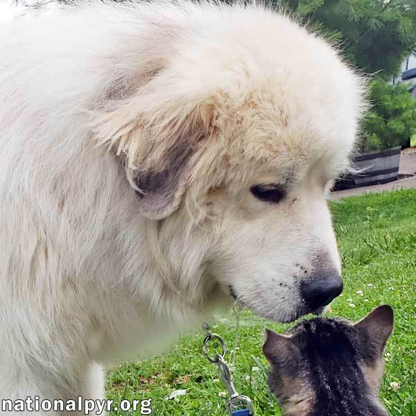 are great pyrenees playful