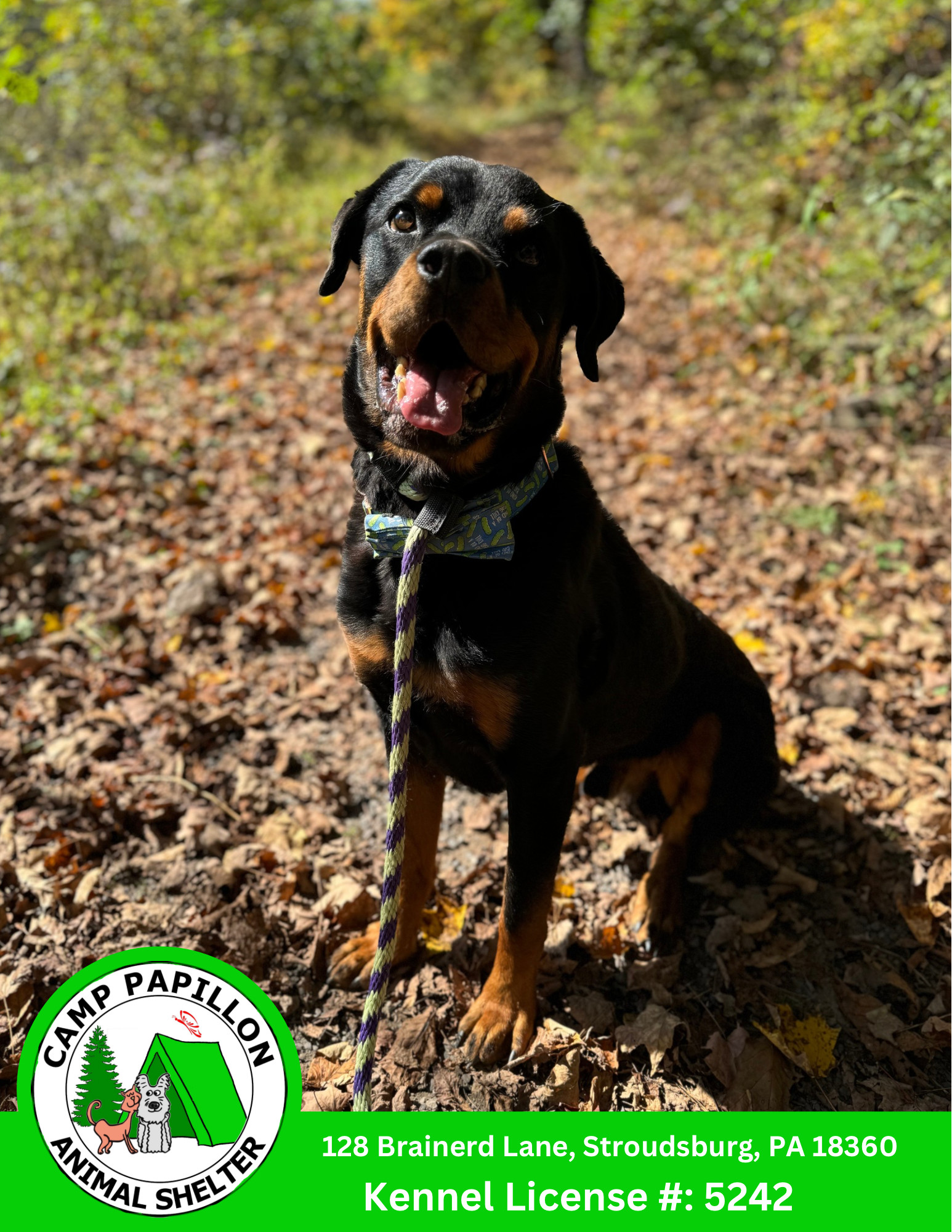 Pickles, an adoptable Rottweiler in Stroudsburg, PA, 18360 | Photo Image 1