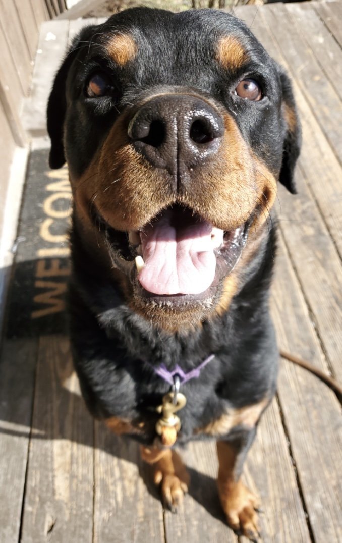Pickles, an adoptable Rottweiler in Stroudsburg, PA, 18360 | Photo Image 2
