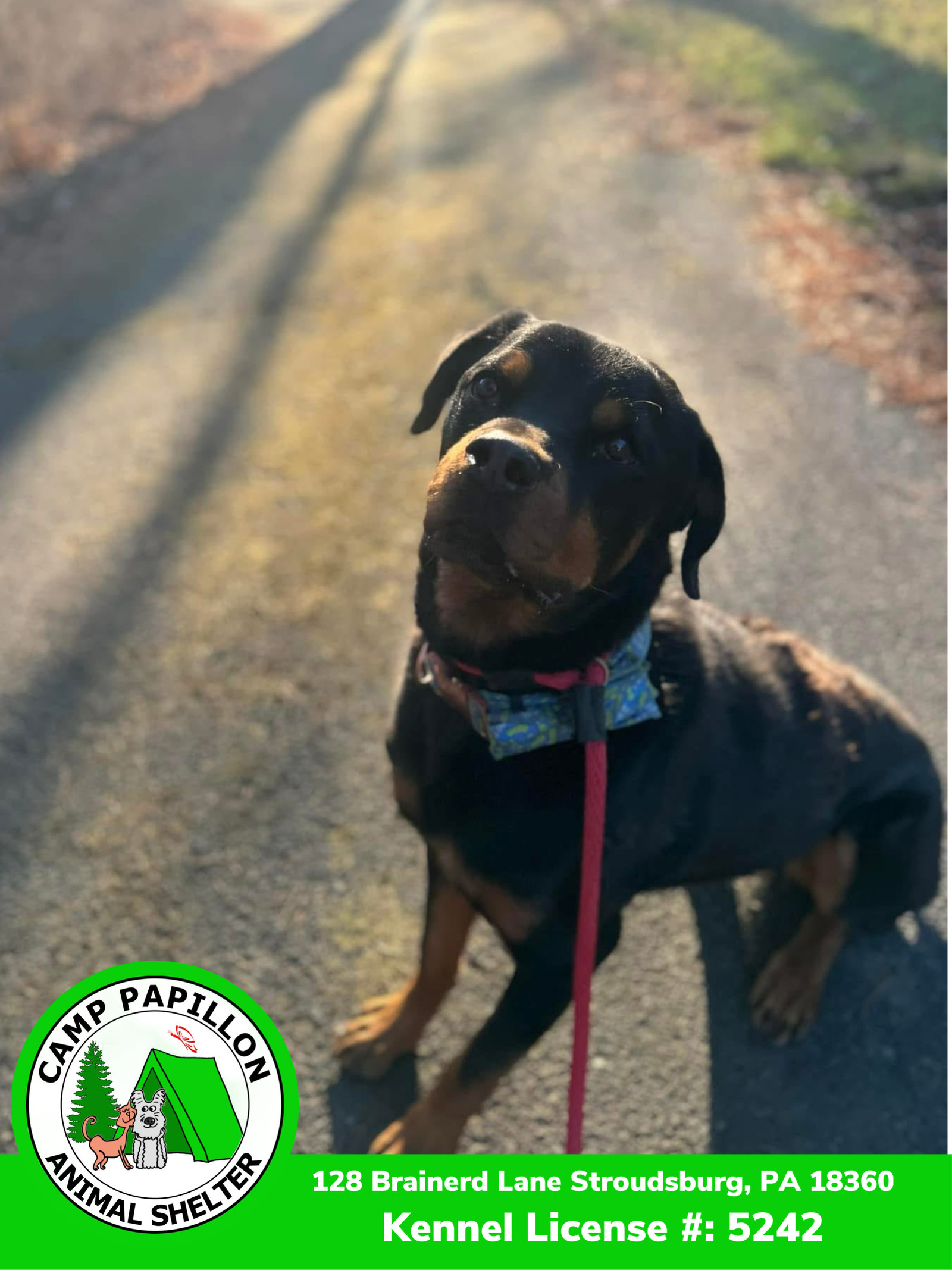 Pickles, an adoptable Rottweiler in Stroudsburg, PA, 18360 | Photo Image 2