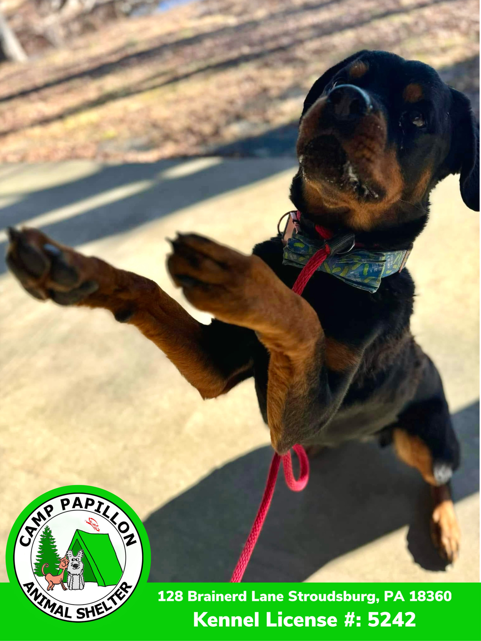 Pickles, an adoptable Rottweiler in Stroudsburg, PA, 18360 | Photo Image 3