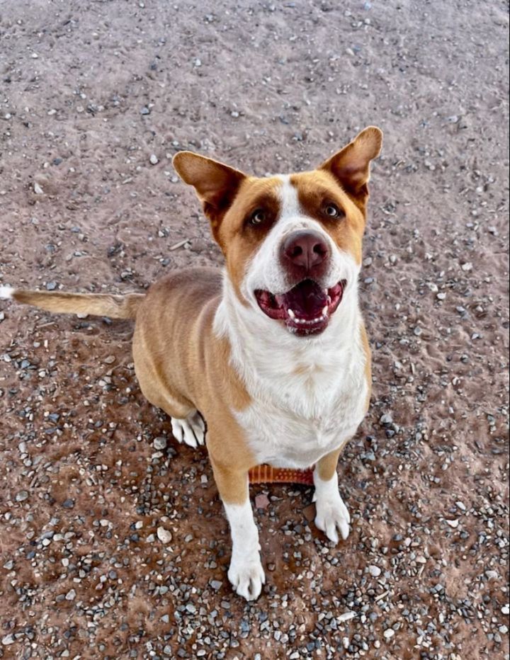 Max, an adoptable Mixed Breed in Bernalillo, NM_image-2