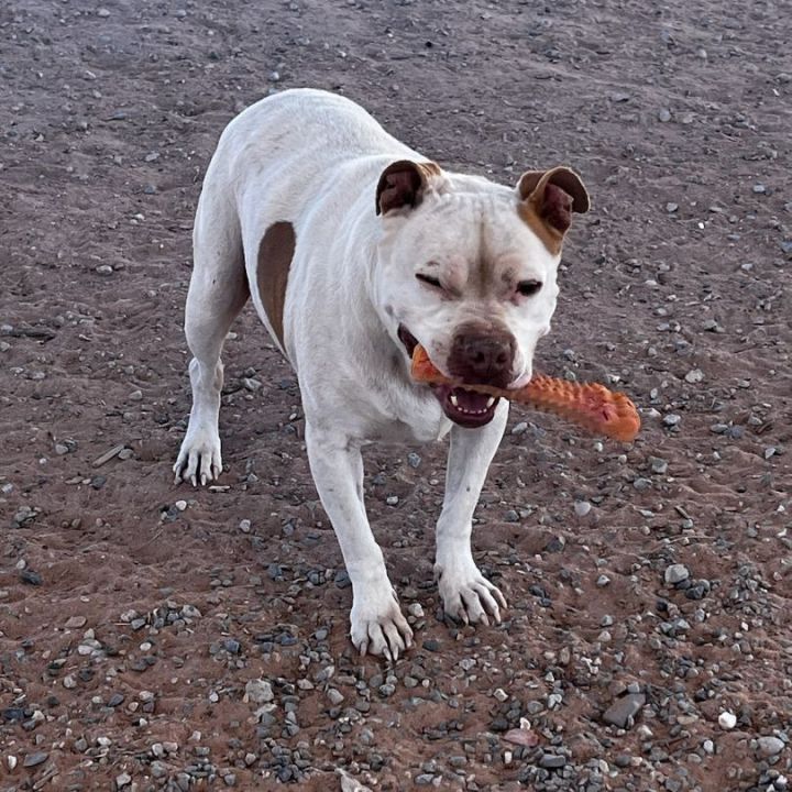 Turbo, an adoptable American Bulldog & American Staffordshire Terrier Mix in Bernalillo, NM_image-3