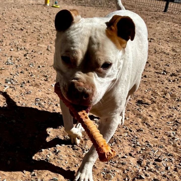 Turbo, an adoptable American Bulldog & American Staffordshire Terrier Mix in Bernalillo, NM_image-4