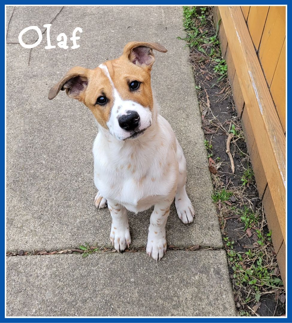 Olaf