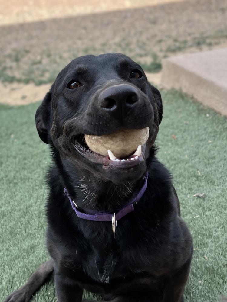 Champ, an adoptable Labrador Retriever in Lafayette, CO, 80026 | Photo Image 2