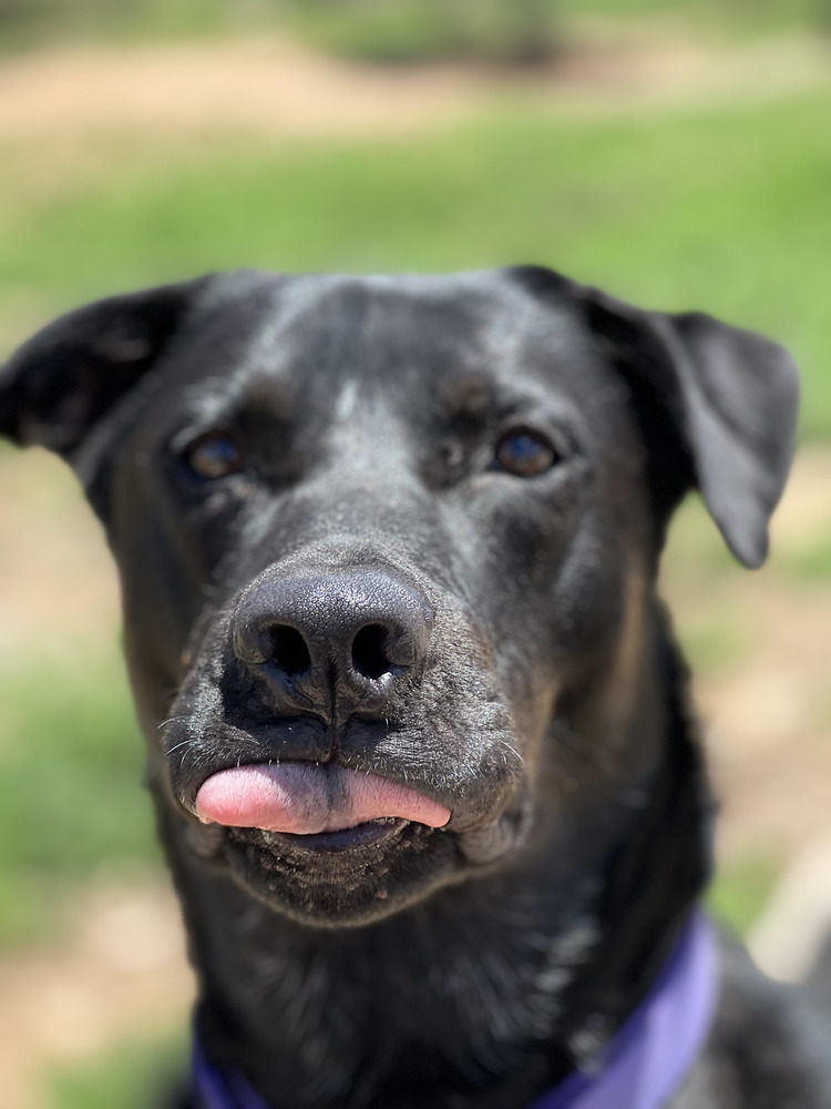Champ, an adoptable Labrador Retriever in Lafayette, CO, 80026 | Photo Image 3