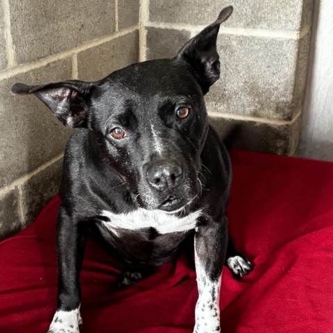 Orleans, an adoptable Terrier in Clarksdale, MS, 38614 | Photo Image 1