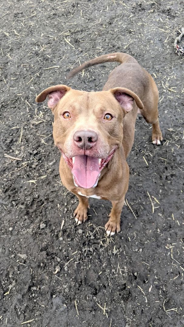 Baylor, an adoptable Pit Bull Terrier in Chicago, IL, 60608 | Photo Image 3