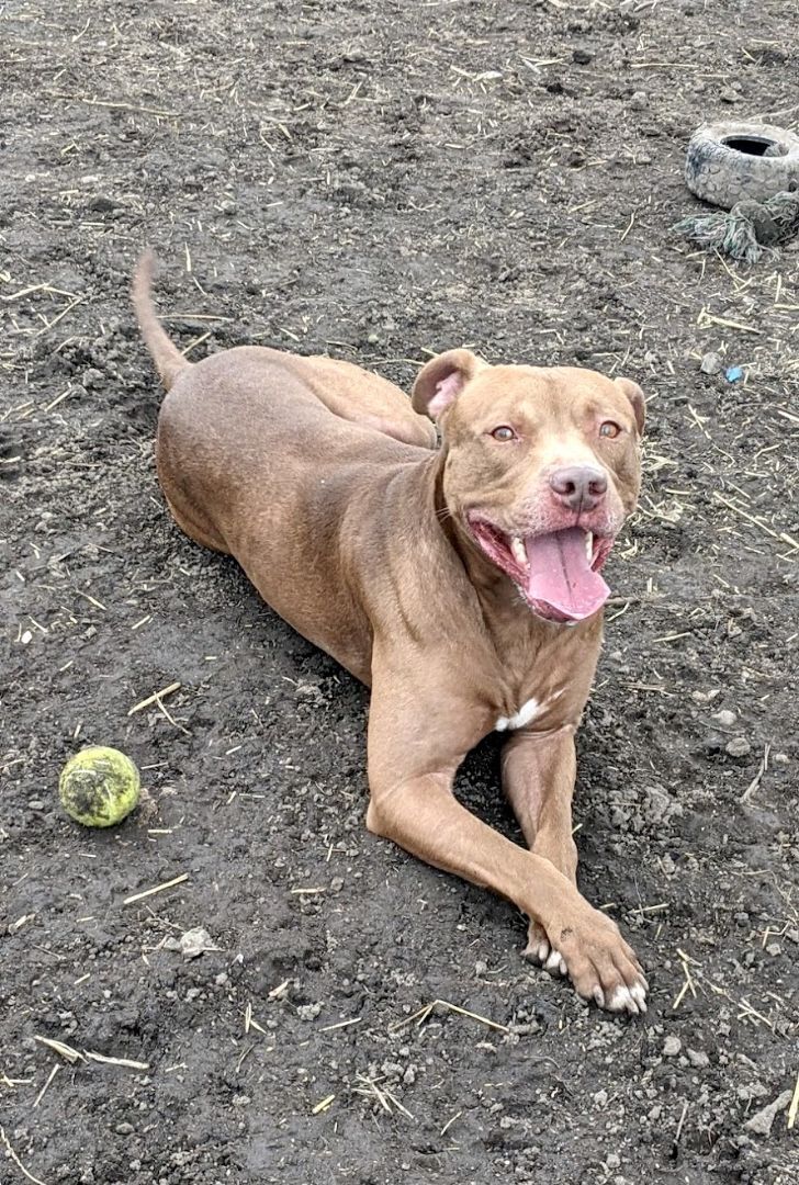 Baylor, an adoptable Pit Bull Terrier in Chicago, IL, 60608 | Photo Image 4