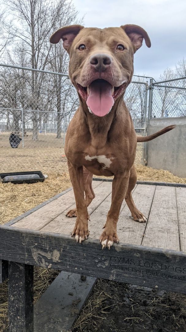 Baylor, an adoptable Pit Bull Terrier in Chicago, IL, 60608 | Photo Image 5