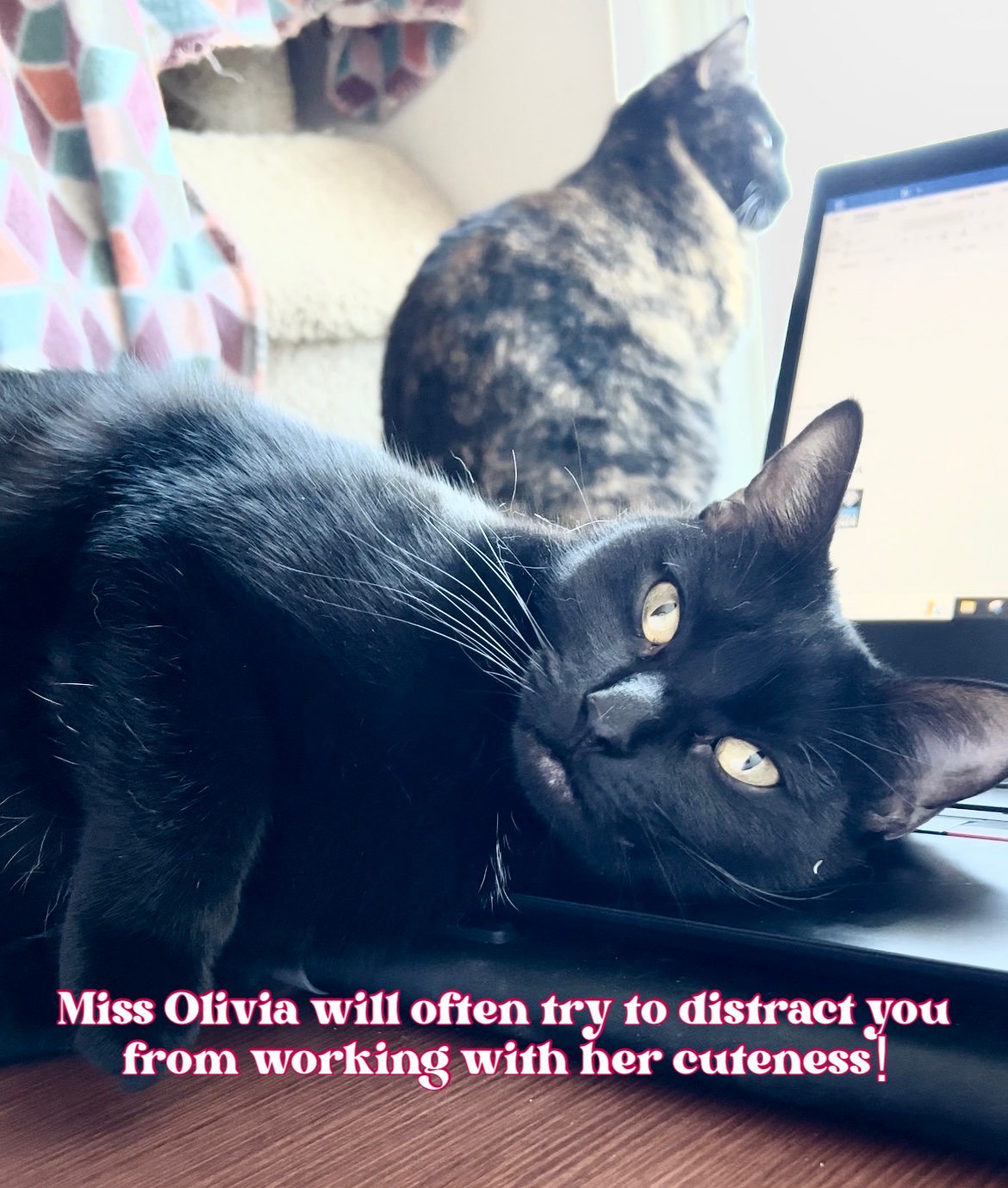 Olivia, an adoptable Domestic Short Hair in Irving, TX, 75061 | Photo Image 1
