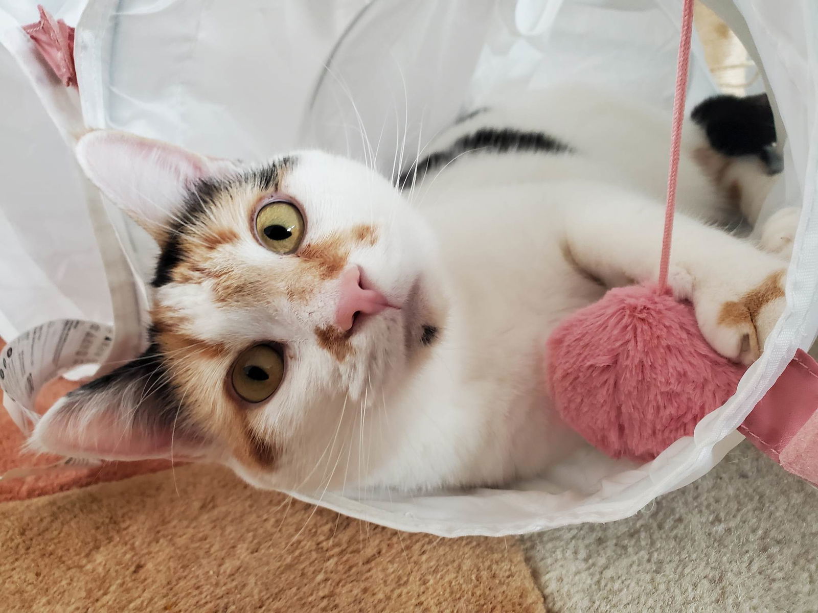 Penny Stocks, an adoptable Calico, Domestic Short Hair in Chandler, AZ, 85249 | Photo Image 3