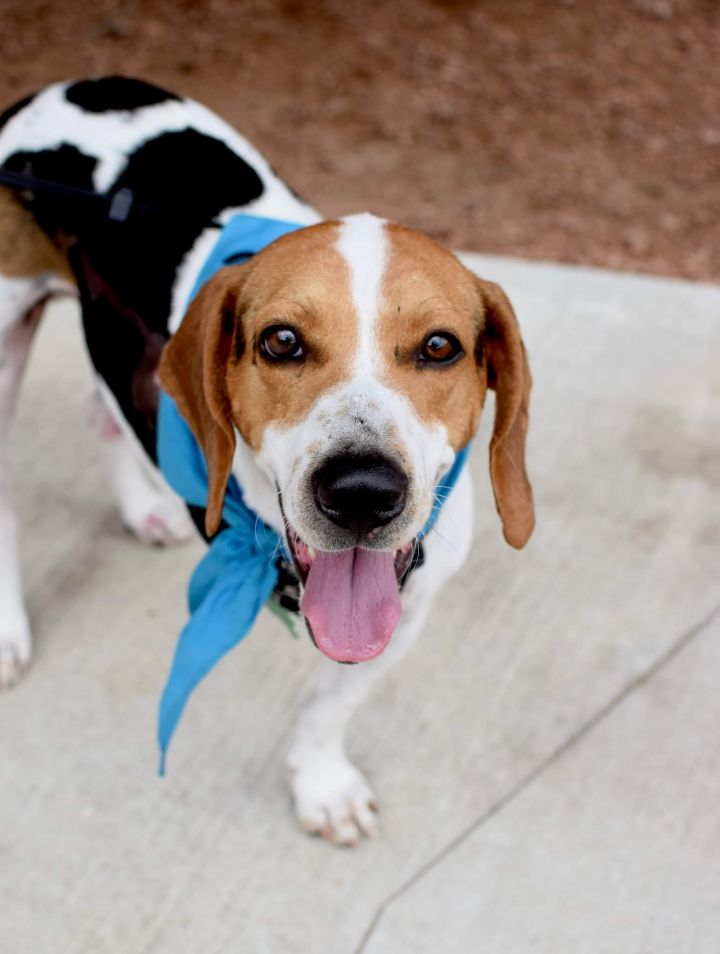 Roger (Tri-Pawd), an adoptable Hound Mix in Madison, WI_image-1